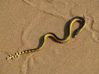 Yellow Bellied Sea Snake