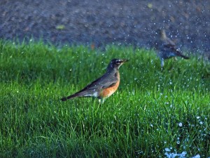 Robins in water 2-24-16 #1