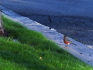 Robins in water 2-24-16 #2