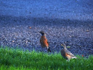 Robins in water 2-24-16 #4