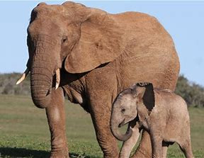 African elephant and calf in Maasai Mara Reserve, Kenya